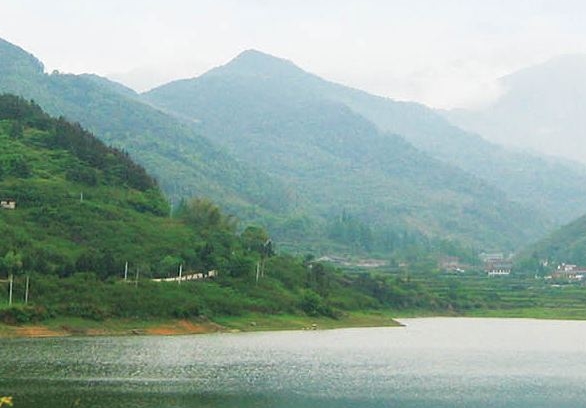 世界最大水母