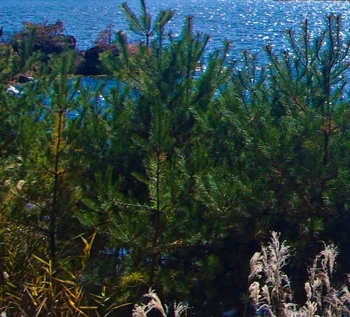 战车世界闪击战审核服下载