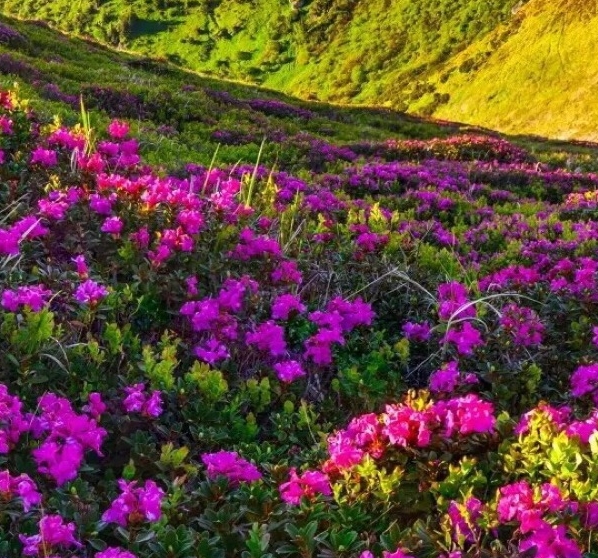 靓丽世界公章图片