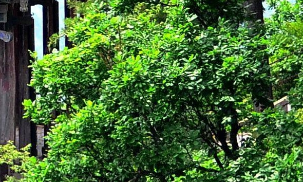 打卡米其林餐厅文案