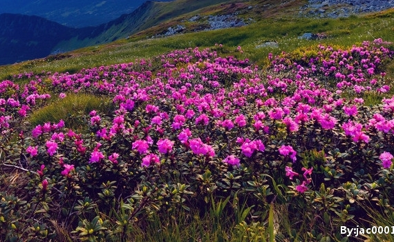 世界四大烟花产地
