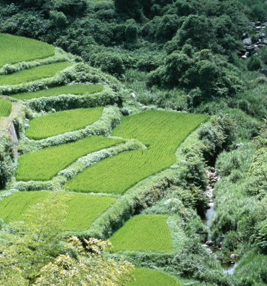 日本电影无人知晓现实事件