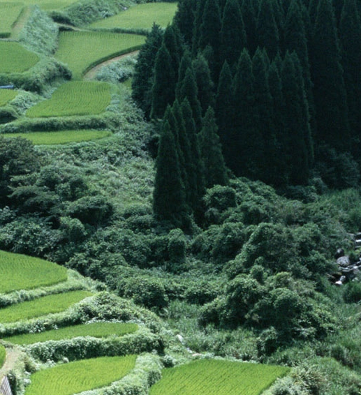 米卢是世界名帅吗