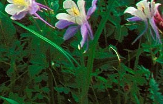 临安旅游农家乐3日价格