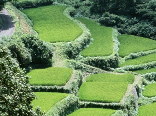 颂拓核心怎么样