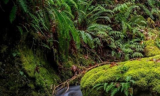 科技狂澜与科技狂澜雾漫青山介绍