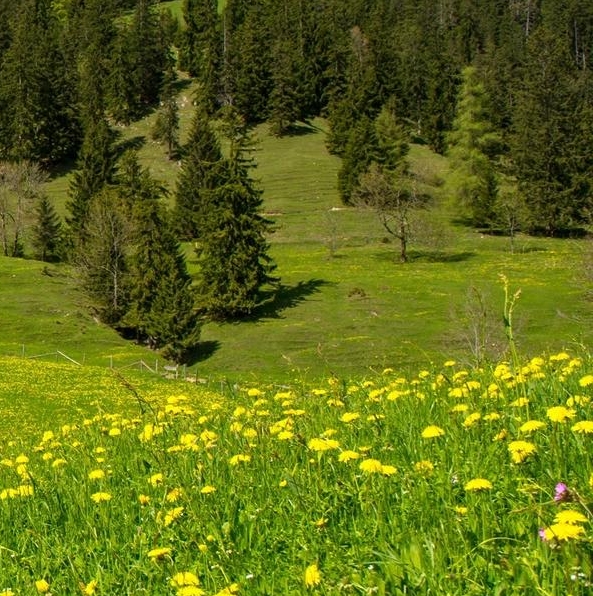 fifa足球世界惊喜包