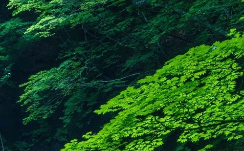 鼠原配件
