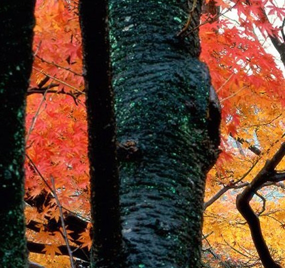 哲哥电商说是真的吗