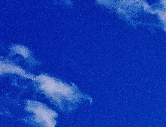 沙漠卫士是什么树