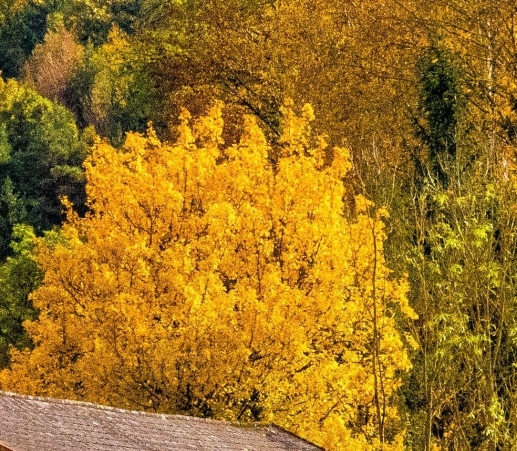 幼儿园创意贴纸画