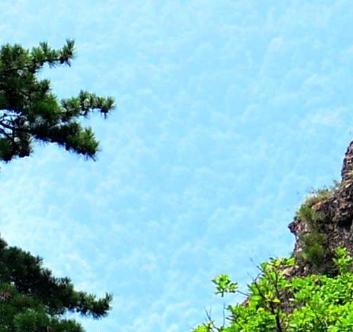 八角金盘图片大全大图