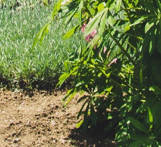 秋菊创意彩泥