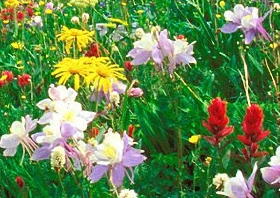 武魂是世界树的玄幻小说