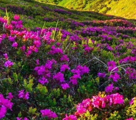 星夜之章洞口在哪