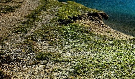 独特的鸡汤店名