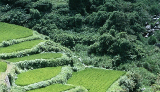 雷诺进标准