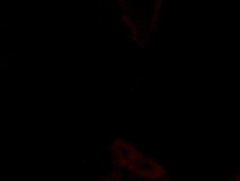 云顶斗士武器什么装备好