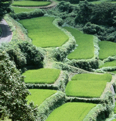 上班职业装