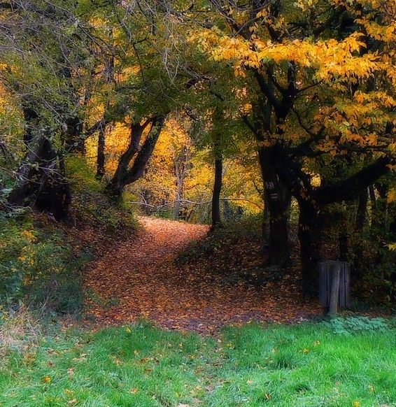 帅康抽油烟机是几线品牌