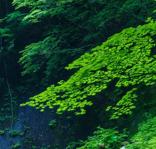 重庆鱼缸造景