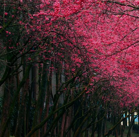 羊了个羊最新科技
