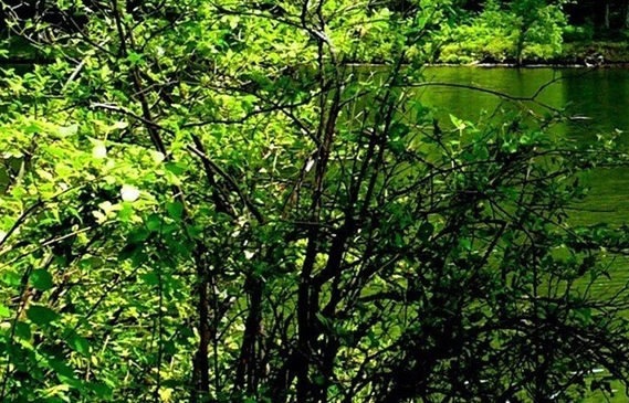 独立的自愿的英语