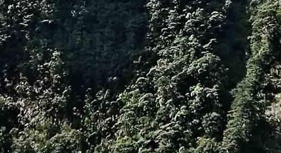 石头世界39：召唤蠹虫之母的方法在哪里？