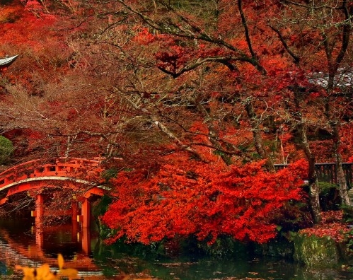 野山花蜜的食用方法