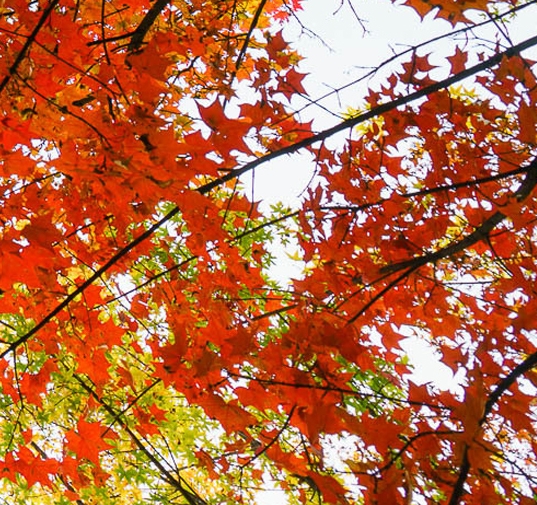 职场人必备的PPT技巧有哪些