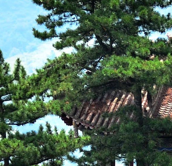 世界三大球