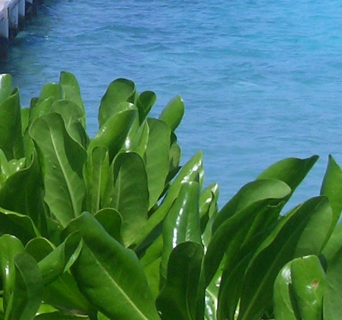 上海桑汤科技