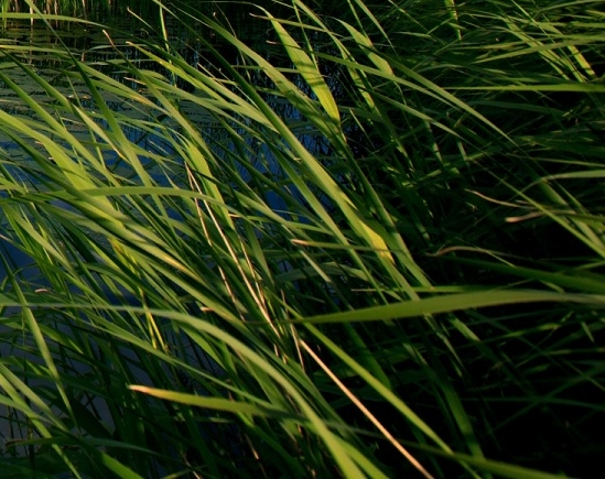 王者荣耀世界冠军杯