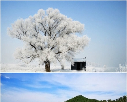 松球花