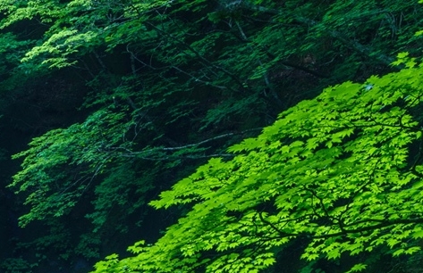 世界记录工厂与十大代工厂：探究全球最大的世界代工厂