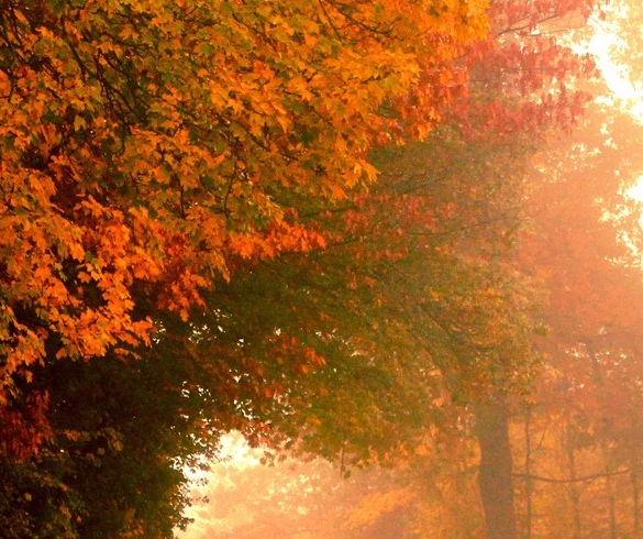 科技布和皮面哪个更实用