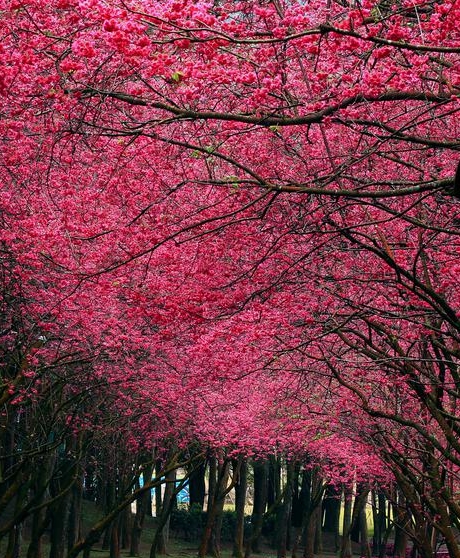 最强科技系统叶北