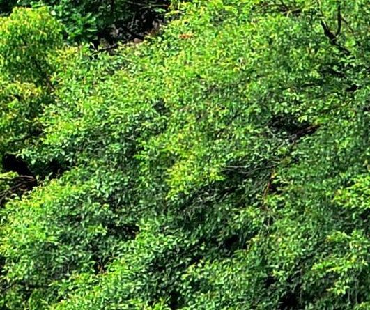 应援棒属于什么垃圾