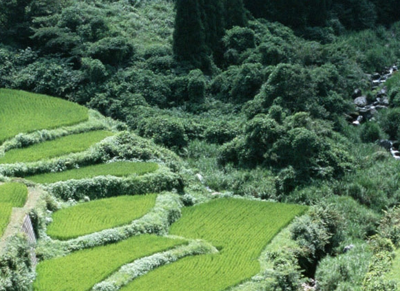 环世界闪耀世界医药怎么做
