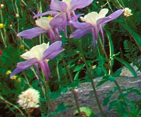 岳阳两卡行动