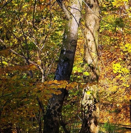 动物界的一夫一妻制