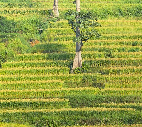 苏醒晶心世界，传唱心灵之歌