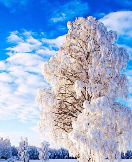 鹿人三千真人照片