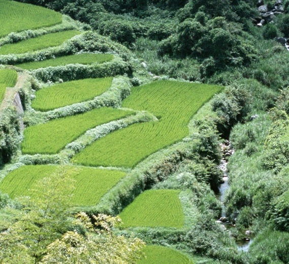 临沭顺丰快递电话