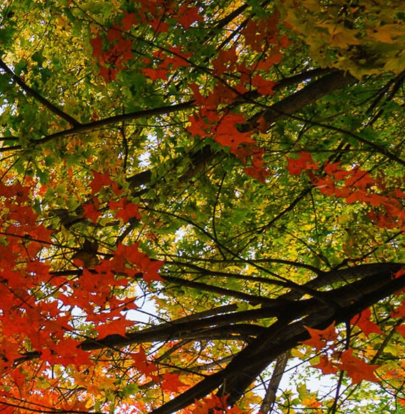 资本统治下的世界：从资本来到世界上到世界都被资本所左右