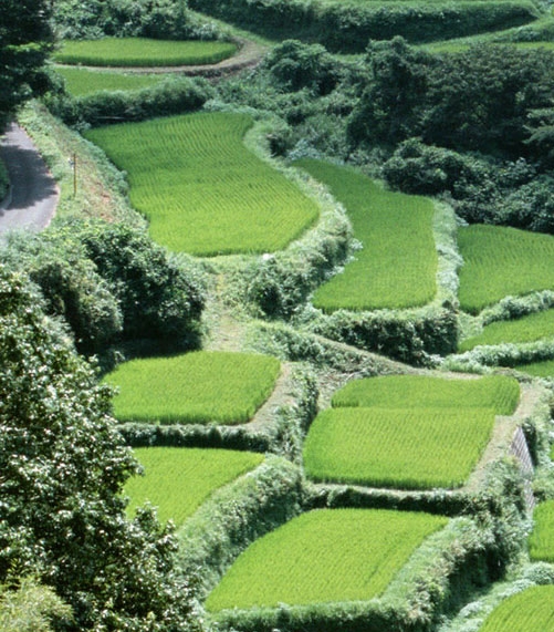 全民种草季