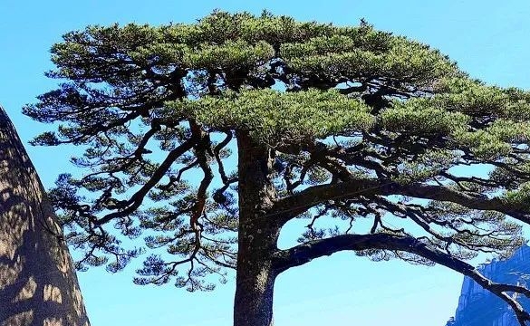 我的世界中文网：探索无限可能，携手共建奇妙世界！