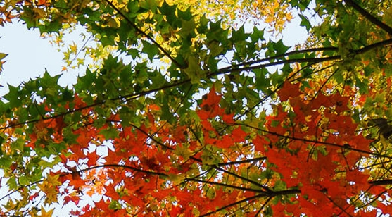 项目管理的核心任务是目标控制