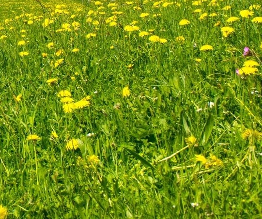 杭州野生动物世界官网
