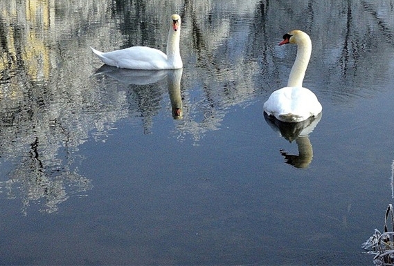 科技王座急冻人